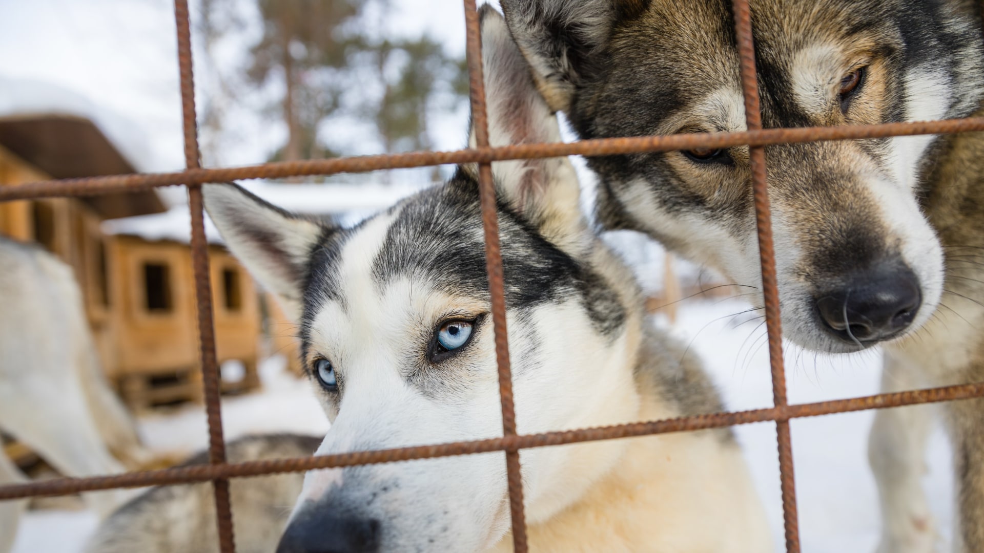 Huskys Wilderness Hotels